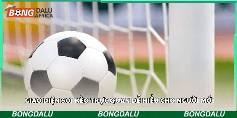 Giao diện soi kèo trực quan dễ hiểu cho người mới